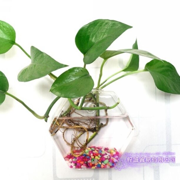 Hexagonal Vidro Fish Tank Hanging Água Vaso Decoração